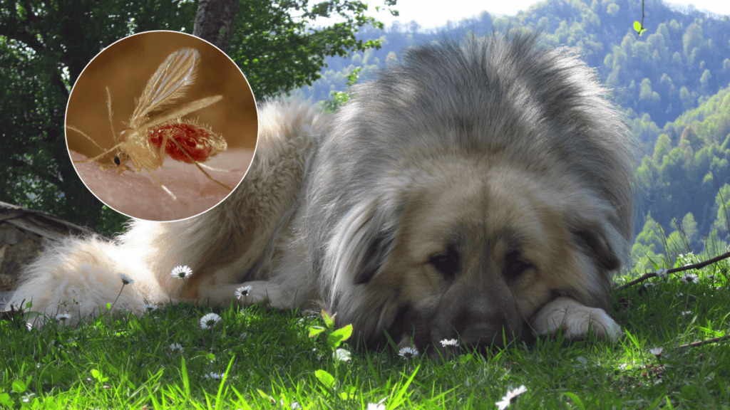 Leishmaniasis: what it is, symptoms and treatment - Gosbi Pet Food
